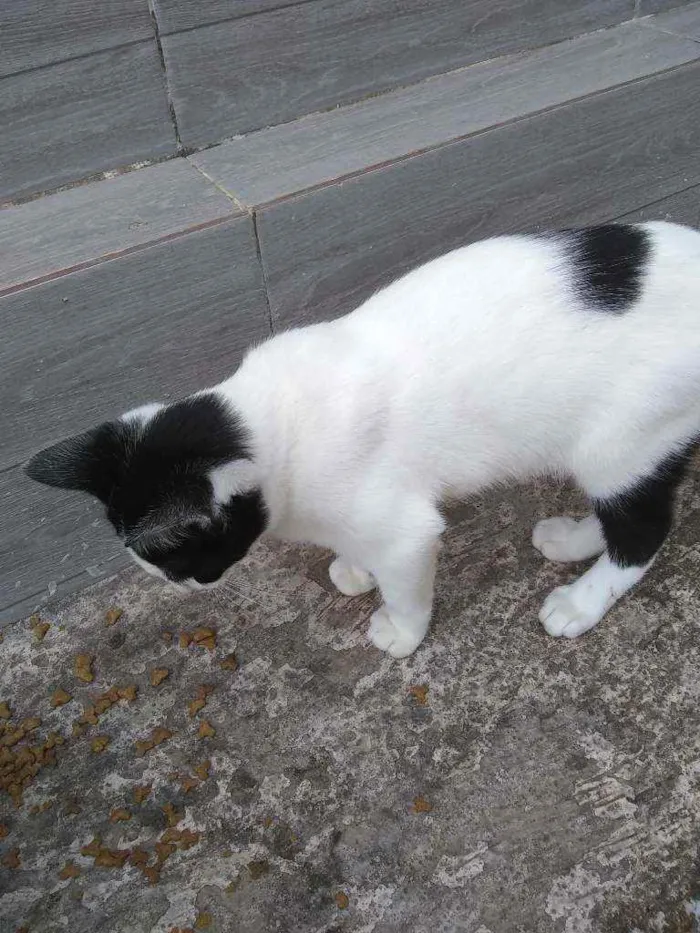 Gato ra a Mestiço  idade 2 a 6 meses nome Nina