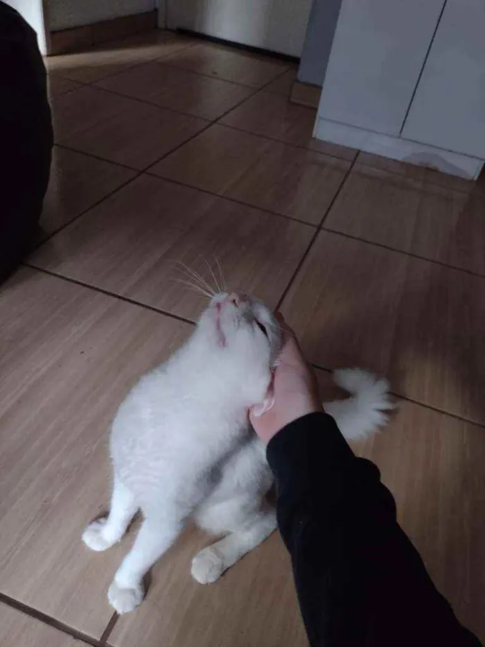 Gato ra a Branco idade 4 anos nome Snart