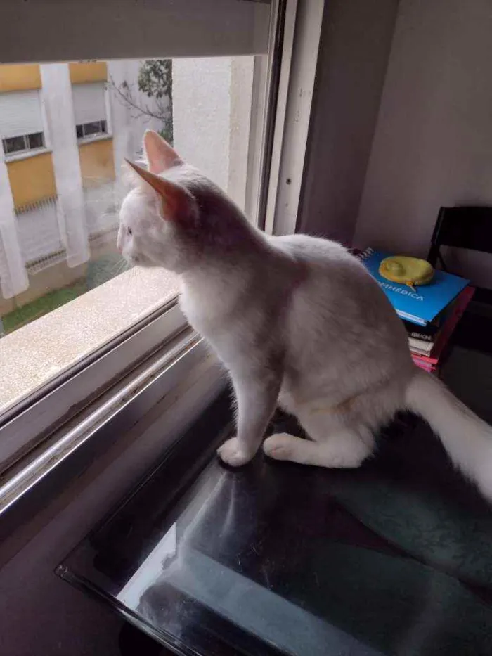 Gato ra a Branco idade 4 anos nome Snart