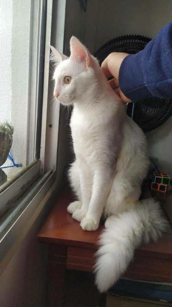 Gato ra a Branco idade 4 anos nome Snart
