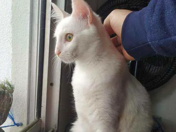 Gato ra a Branco idade 4 anos nome Snart