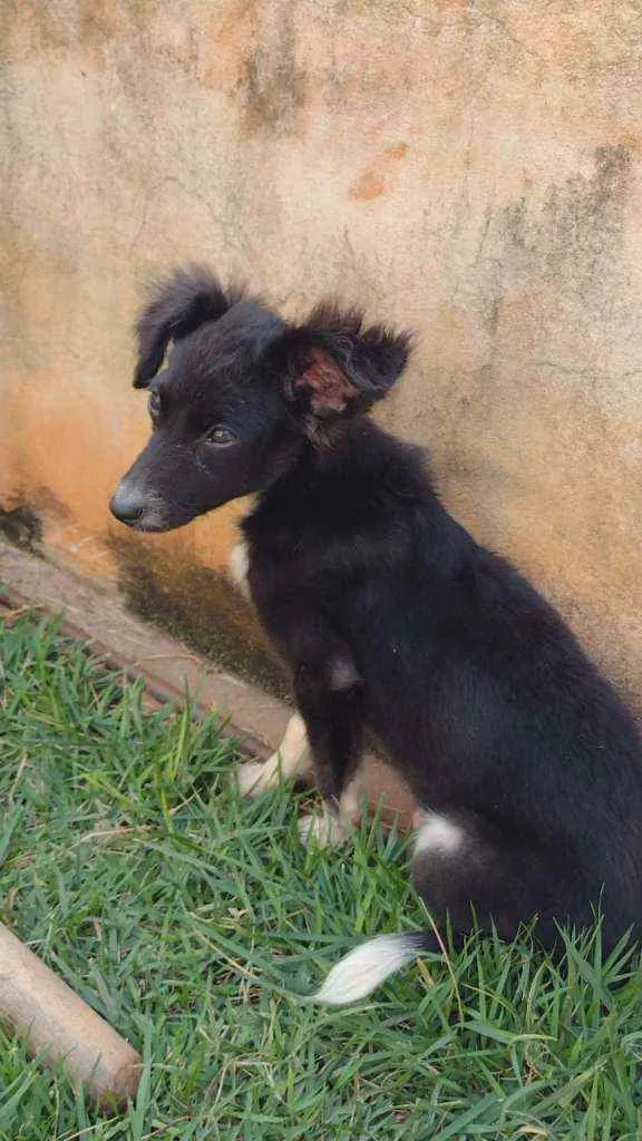 Cachorro ra a Não sei a raça idade 7 a 11 meses nome Não tem 