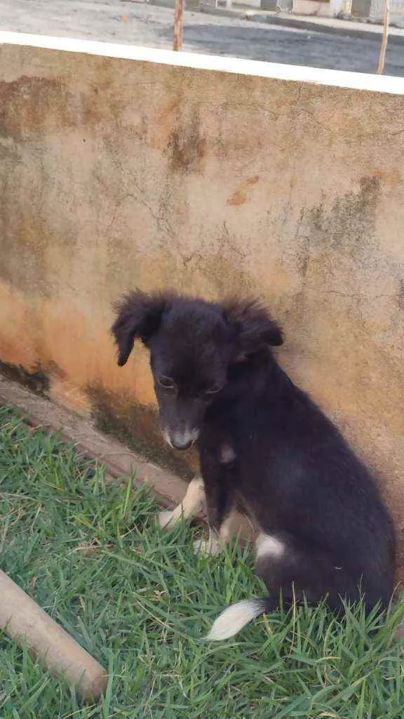 Cachorro ra a Não sei a raça idade 7 a 11 meses nome Não tem 