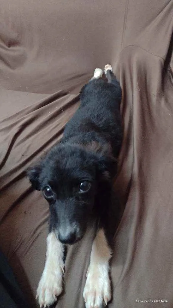Cachorro ra a Não sei a raça idade 7 a 11 meses nome Não tem 