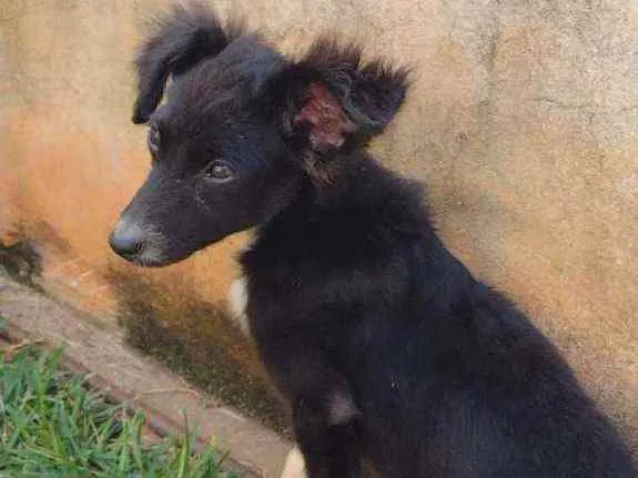 Cachorro ra a Não sei a raça idade 7 a 11 meses nome Não tem 
