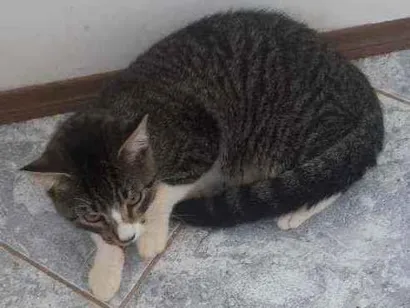 Gato raça  idade 7 a 11 meses nome Tom