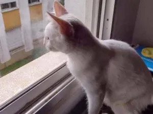Gato raça Branco idade 4 anos nome Snart