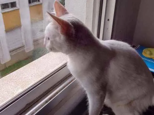 Gato ra a Branco idade 4 anos nome Snart