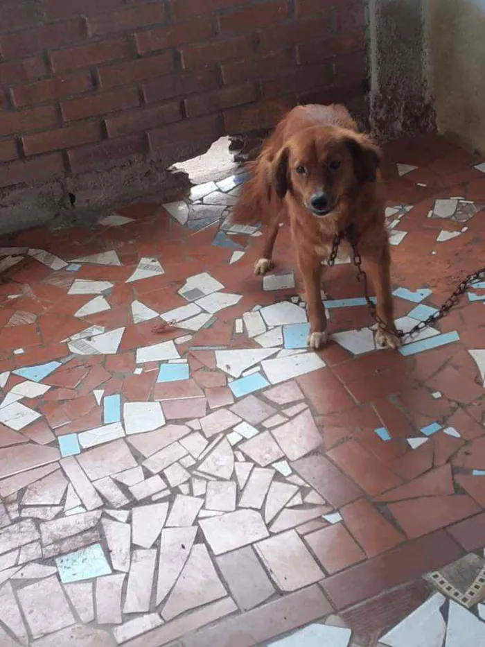 Cachorro ra a Golden misturada idade 2 anos nome Pipoca 