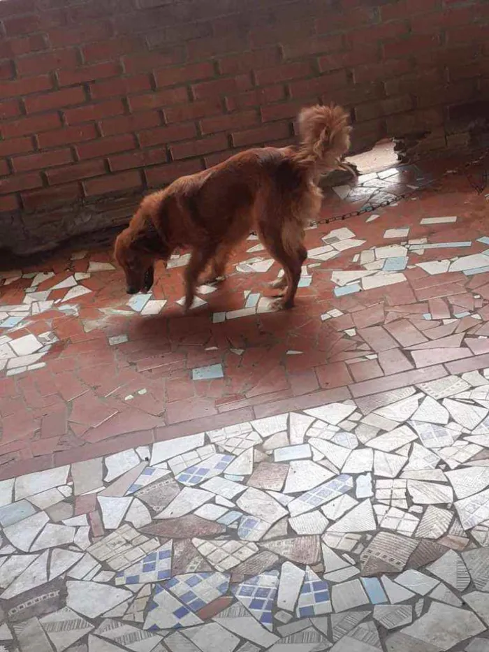 Cachorro ra a Golden misturada idade 2 anos nome Pipoca 