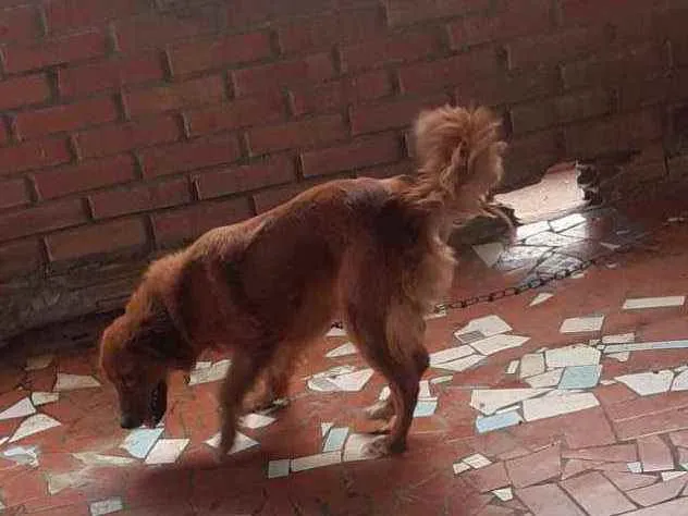 Cachorro ra a Golden misturada idade 2 anos nome Pipoca 