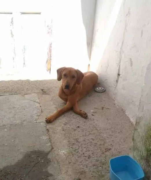 Cachorro ra a Sem Raça Definida idade 7 a 11 meses nome Cacau