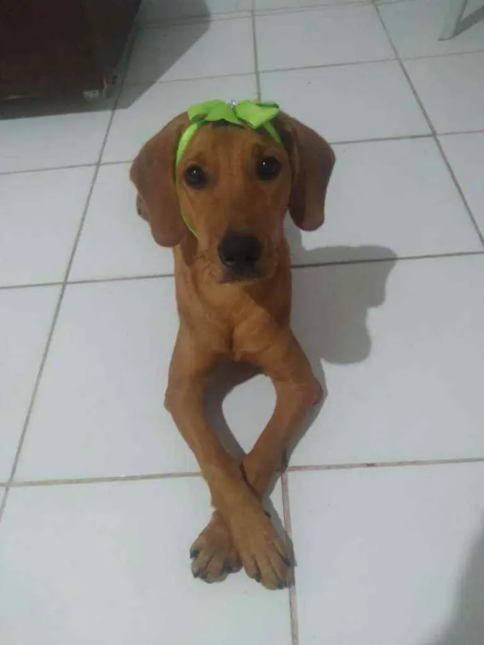 Cachorro ra a Sem Raça Definida idade 7 a 11 meses nome Cacau