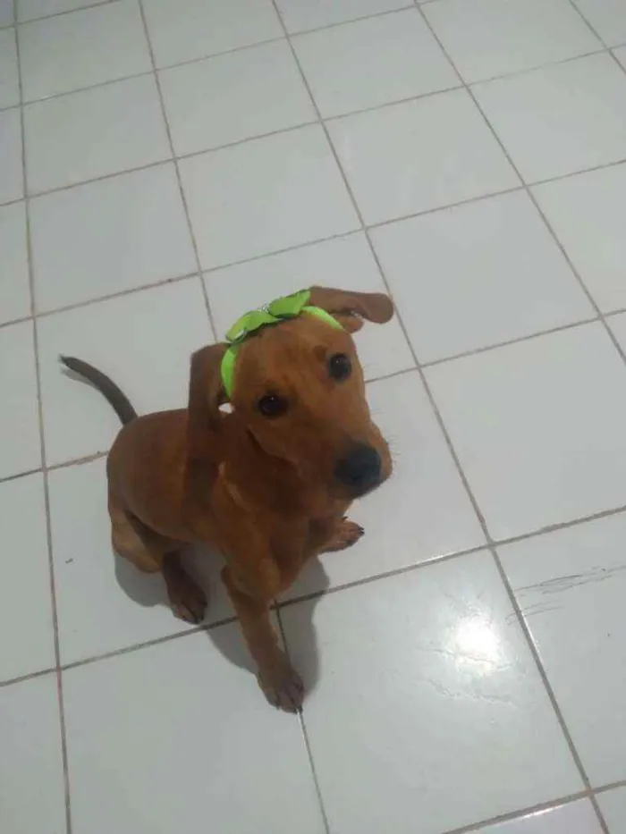 Cachorro ra a Sem Raça Definida idade 7 a 11 meses nome Cacau