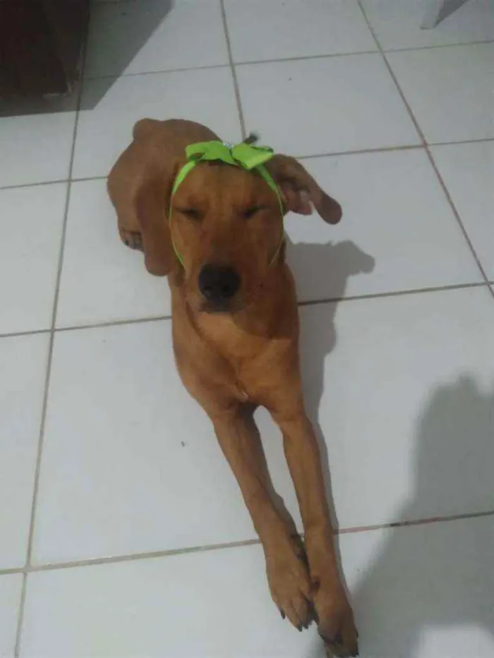 Cachorro ra a Sem Raça Definida idade 7 a 11 meses nome Cacau