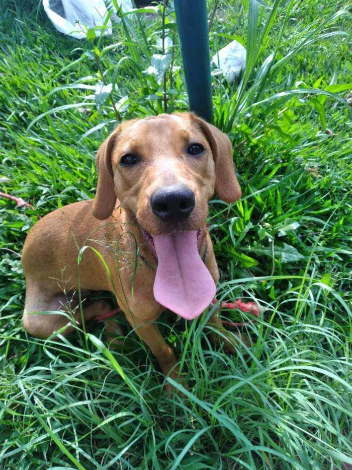 Cachorro ra a Sem Raça Definida idade 7 a 11 meses nome Cacau