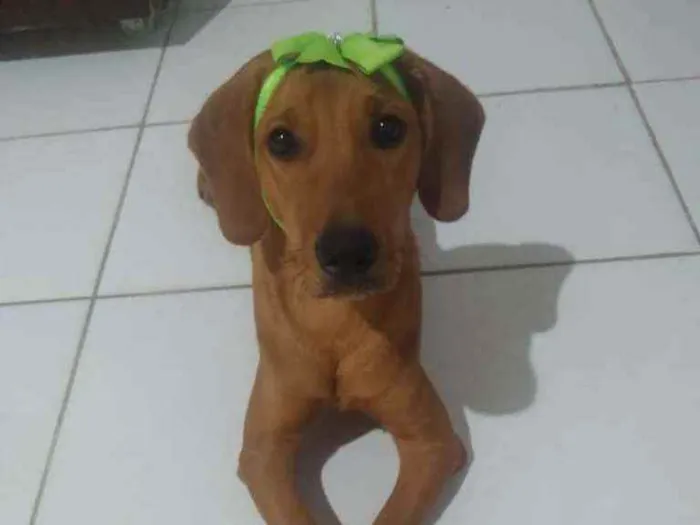 Cachorro ra a Sem Raça Definida idade 7 a 11 meses nome Cacau