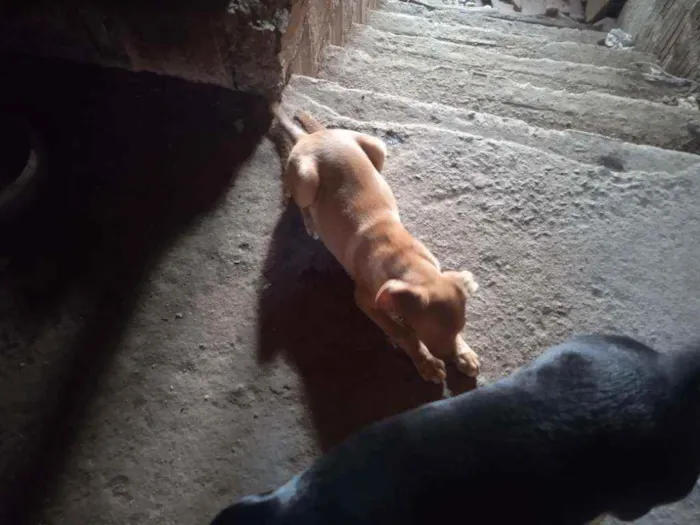 Cachorro ra a Fox paulistinha  idade 2 a 6 meses nome Sem nome 