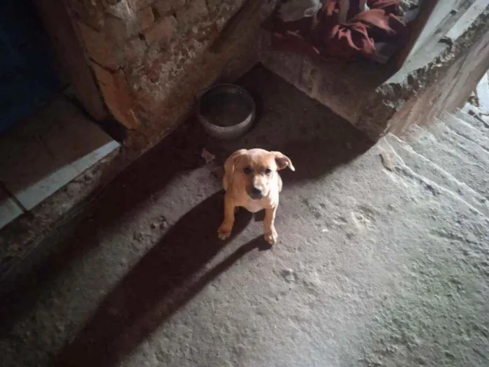 Cachorro ra a Fox paulistinha  idade 2 a 6 meses nome Sem nome 