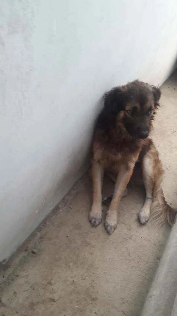 Cachorro ra a Desconhecida idade 4 anos nome Bob