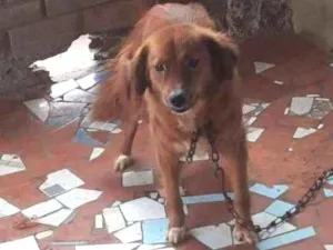 Cachorro raça Golden misturada idade 2 anos nome Pipoca 