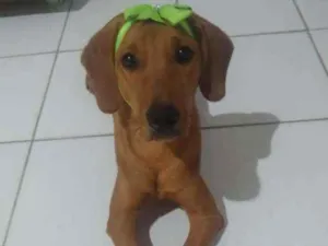 Cachorro raça Sem Raça Definida idade 7 a 11 meses nome Cacau