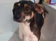 Cachorro raça SRD idade 1 ano nome TUCO