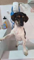 Cachorro raça SRD idade 1 ano nome TUCO