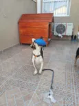 Cachorro raça SRD idade 1 ano nome TUCO