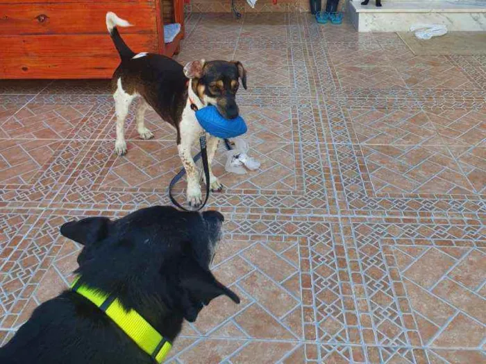 Cachorro raça SRD idade 1 ano nome TUCO