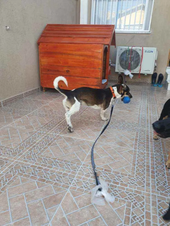 Cachorro raça SRD idade 1 ano nome TUCO