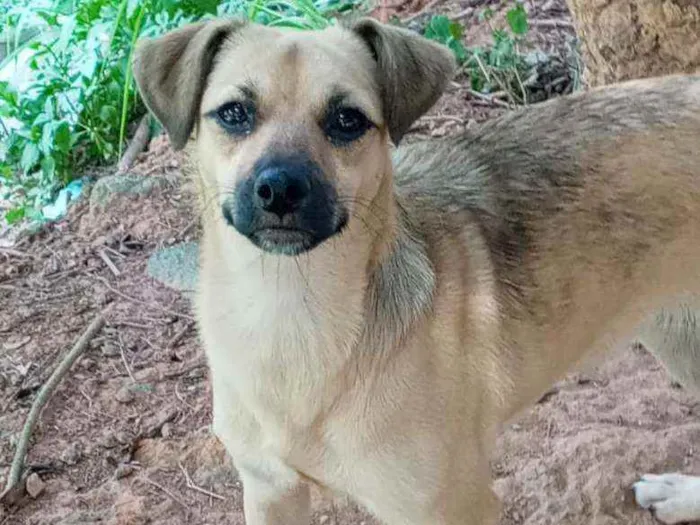 Cachorro raça SRD idade 7 a 11 meses nome MEL & THEO