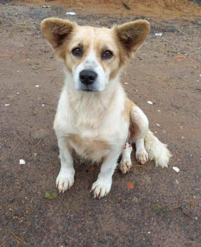 Cachorro ra a Vira-lata idade 2 anos nome Por sua conta