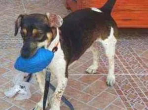 Cachorro raça SRD idade 1 ano nome TUCO