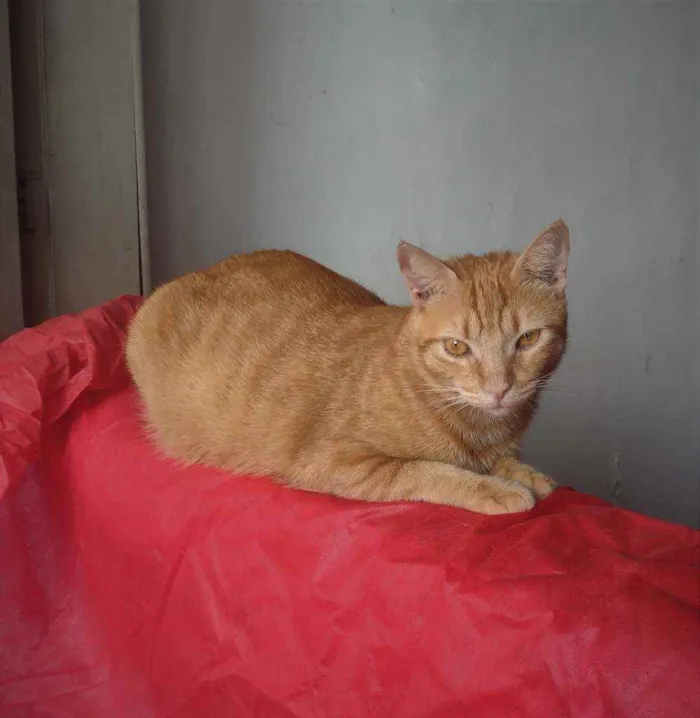 Gato ra a SRD idade 1 ano nome Afonso