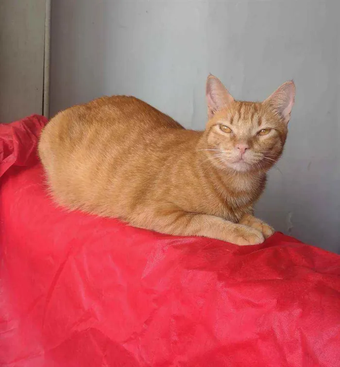 Gato ra a SRD idade 1 ano nome Afonso