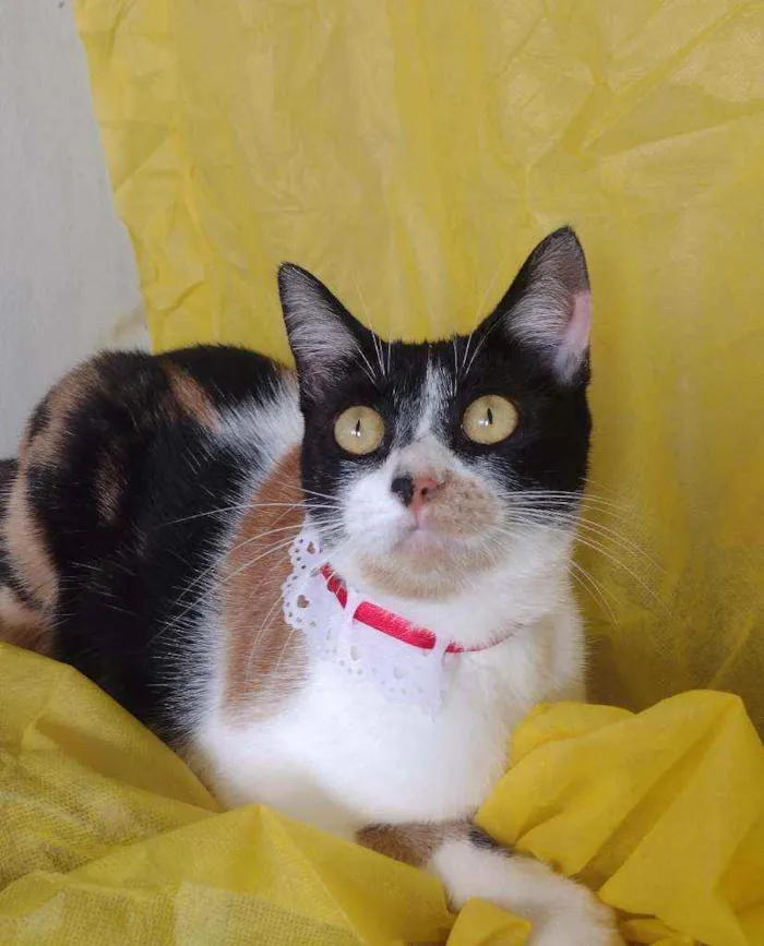 Gato ra a SRD idade 7 a 11 meses nome Dorothy