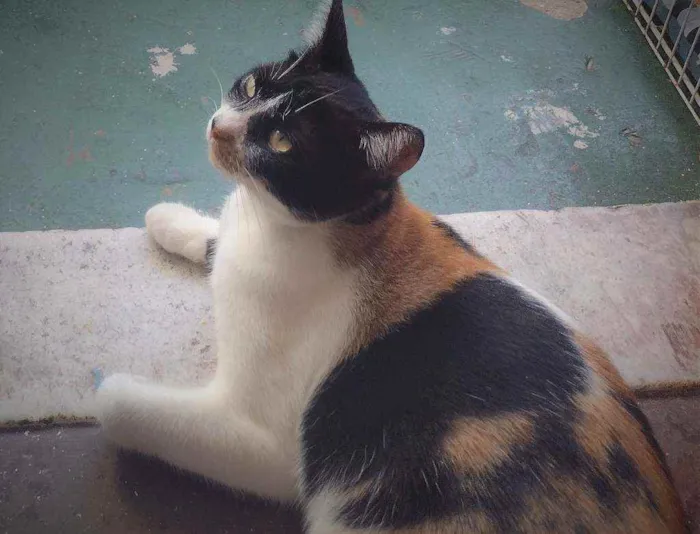 Gato ra a SRD idade 7 a 11 meses nome Dorothy