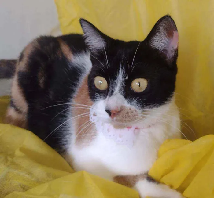 Gato ra a SRD idade 7 a 11 meses nome Dorothy