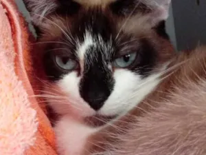 Gato raça Srd idade 1 ano nome Branca