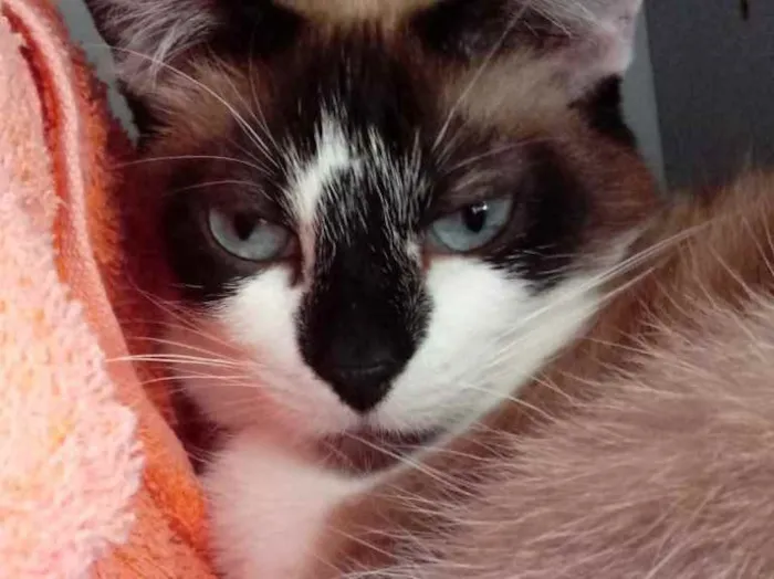 Gato raça Srd idade 1 ano nome Branca