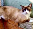 Gato raça Srd idade 1 ano nome Bolacha 