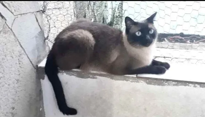 Gato raça Siamês  idade 1 ano nome Nick siamês