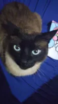 Gato raça Siamês  idade 1 ano nome Nick siamês