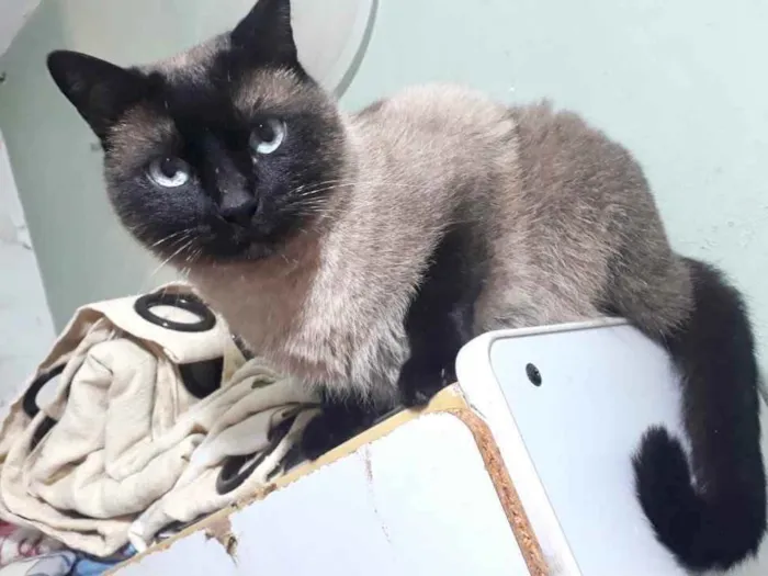 Gato raça Siamês  idade 1 ano nome Nick siamês