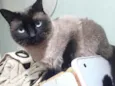 Gato raça Siamês  idade 1 ano nome Nick siamês