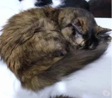 Gato raça Std idade 1 ano nome Menina 