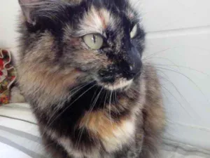 Gato raça Std idade 1 ano nome Menina 