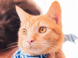 Gato raça SRD idade 1 ano nome Afonso