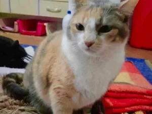 Gato raça Srd idade 1 ano nome Fumaça 